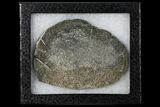 Pyritized, Polished Iguanodon Bone - Isle Of Wight #131197-2